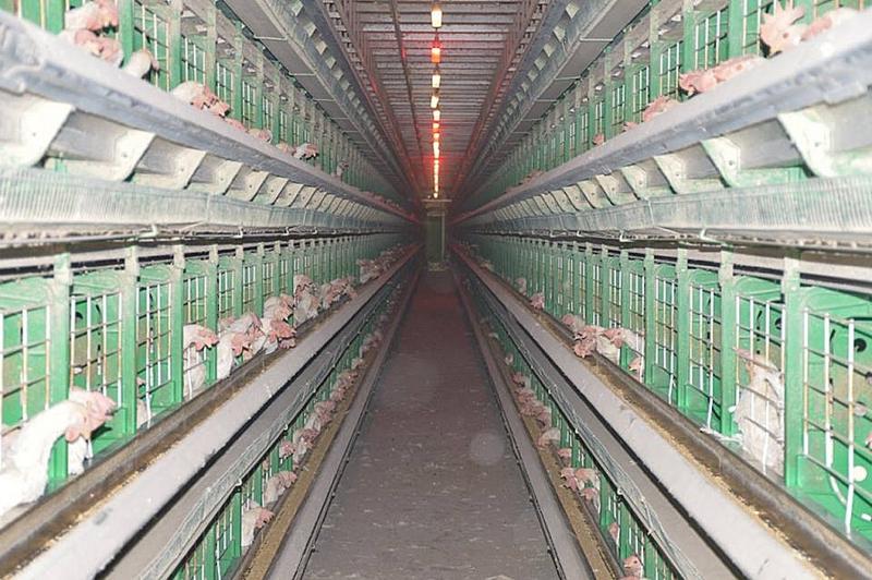 Battery cages Israel