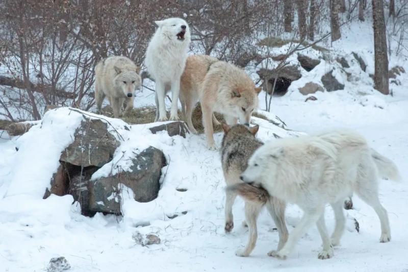 International wolf Center