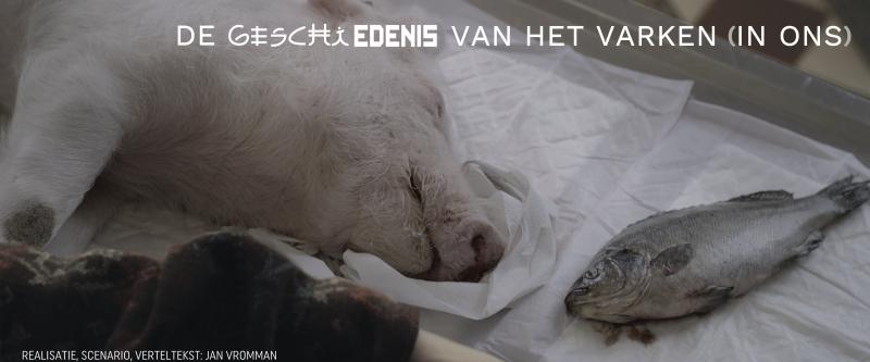 De geschiedenis van het varken (in ons)