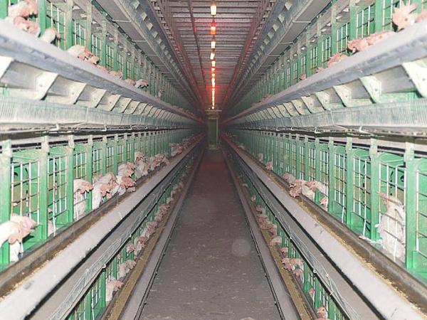 Battery cages Israel