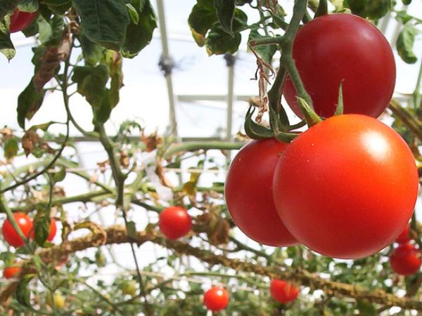 De tomaat